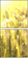 26909775