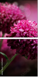 28158442