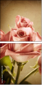 29543249