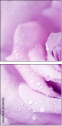 33326432