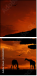 33526159