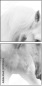 35103653