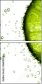 36604434