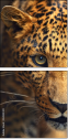 42852431