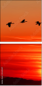 45440307