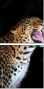 48606369