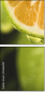 50666087