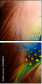 50908803