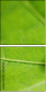 53517860