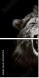 55022954