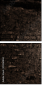 59261844
