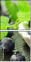 69394583