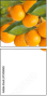 73416065