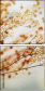 75283779