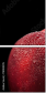 78900295