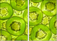 39788050