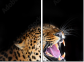 48606369