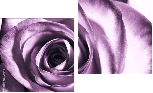 Purple rose - Two-piece canvas, Diptych