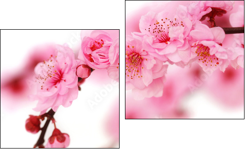 Spring cherry flowers reflected in rendered water - Two-piece canvas, Diptych