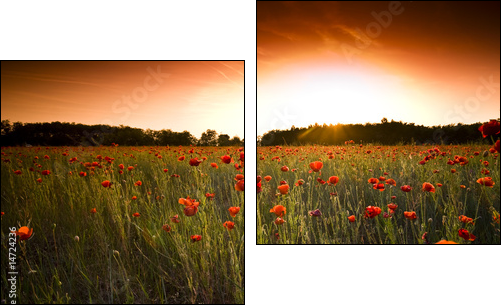 poppies field - Two-piece canvas, Diptych