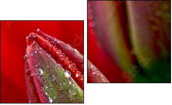 water drop on the tulip - Two-piece canvas, Diptych