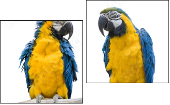 vogel Papagei wd343 - Two-piece canvas, Diptych