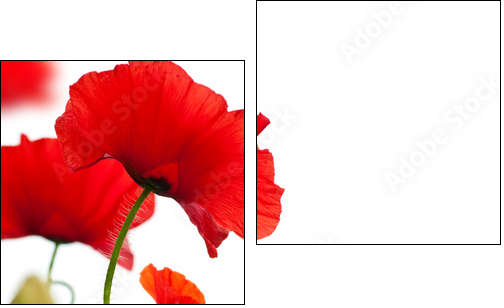 poppies isolated on white background- border angle of page - Two-piece canvas, Diptych
