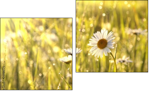 Spring daisies at dawn - Two-piece canvas, Diptych