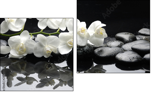 Close up white orchid with stone water drops - Two-piece canvas, Diptych