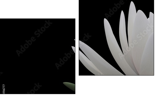 3d lotus - Two-piece canvas, Diptych
