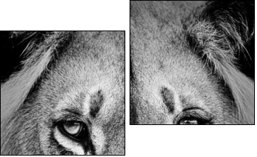 Lion Portrait - Two-piece canvas, Diptych