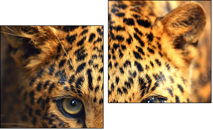 Leopard portrait - Two-piece canvas, Diptych