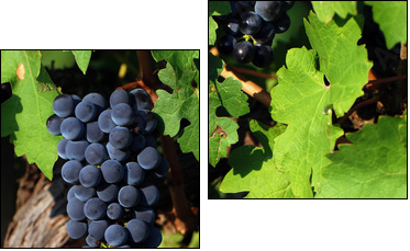 Italian vineyard - Two-piece canvas, Diptych