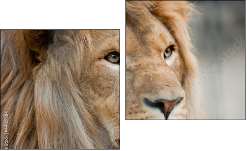 lion - Two-piece canvas, Diptych