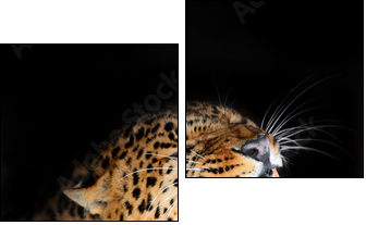Leopard - Two-piece canvas, Diptych