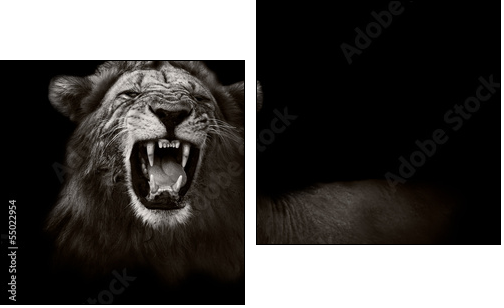 Lion displaying dangerous teeth - Two-piece canvas, Diptych