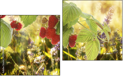 Raspberry.Garden raspberries at Sunset.Soft Focus - Two-piece canvas, Diptych