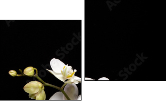 White orchid isolated on black - Two-piece canvas, Diptych