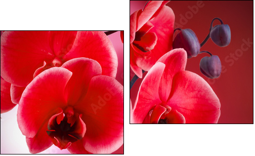 orquÃ­deas rojas con fondo y agua - Two-piece canvas, Diptych