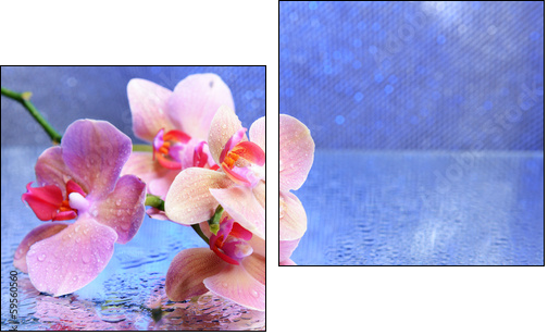 Beautiful blooming orchid with water drops - Two-piece canvas, Diptych