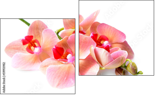 Beautiful blooming orchid isolated on white - Two-piece canvas, Diptych
