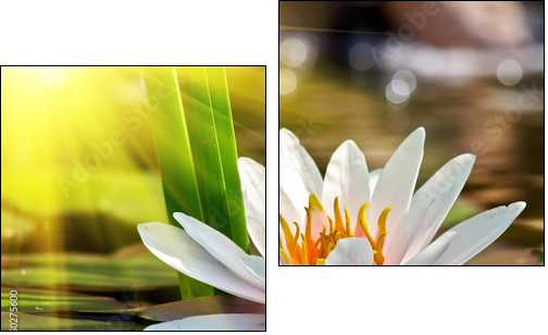 water lily - Two-piece canvas, Diptych