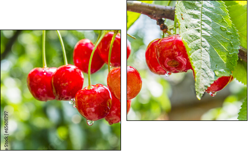 Cherry red berries on a tree branch with water drops - Two-piece canvas, Diptych