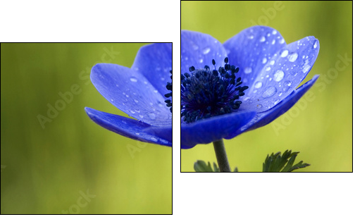 Blue Anemone Flower with Waterdrops - Two-piece canvas, Diptych