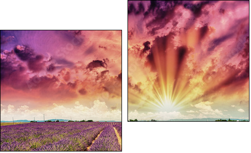 Lavender meadows in summer, Provence - France - Two-piece canvas, Diptych