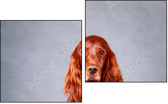 Red irish setter dog - Two-piece canvas, Diptych