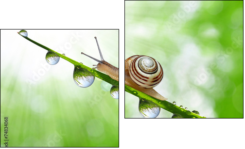 Snail on dewy grass close up - Two-piece canvas, Diptych