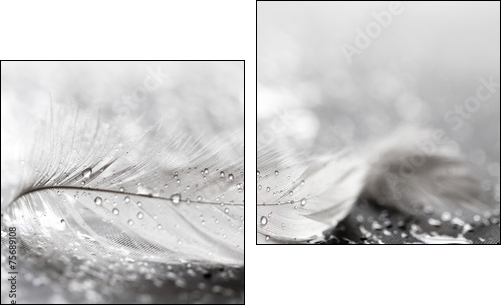 White feather with water drops - Two-piece canvas, Diptych