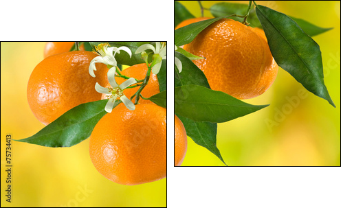 ripe tangerine on a yellow background - Two-piece canvas, Diptych
