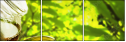 21155419